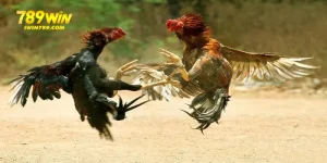 Đá gà chọi tại 789win